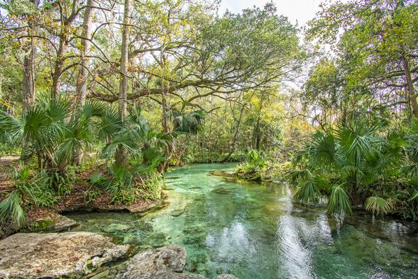 A clear, shallow stream winds through a lush Central Florida forest with dense green foliage, palm trees, and overhanging branches under a bright sky near Paradise Oaks RV in Bushnell. Rocks line the water’s edge in the foreground.